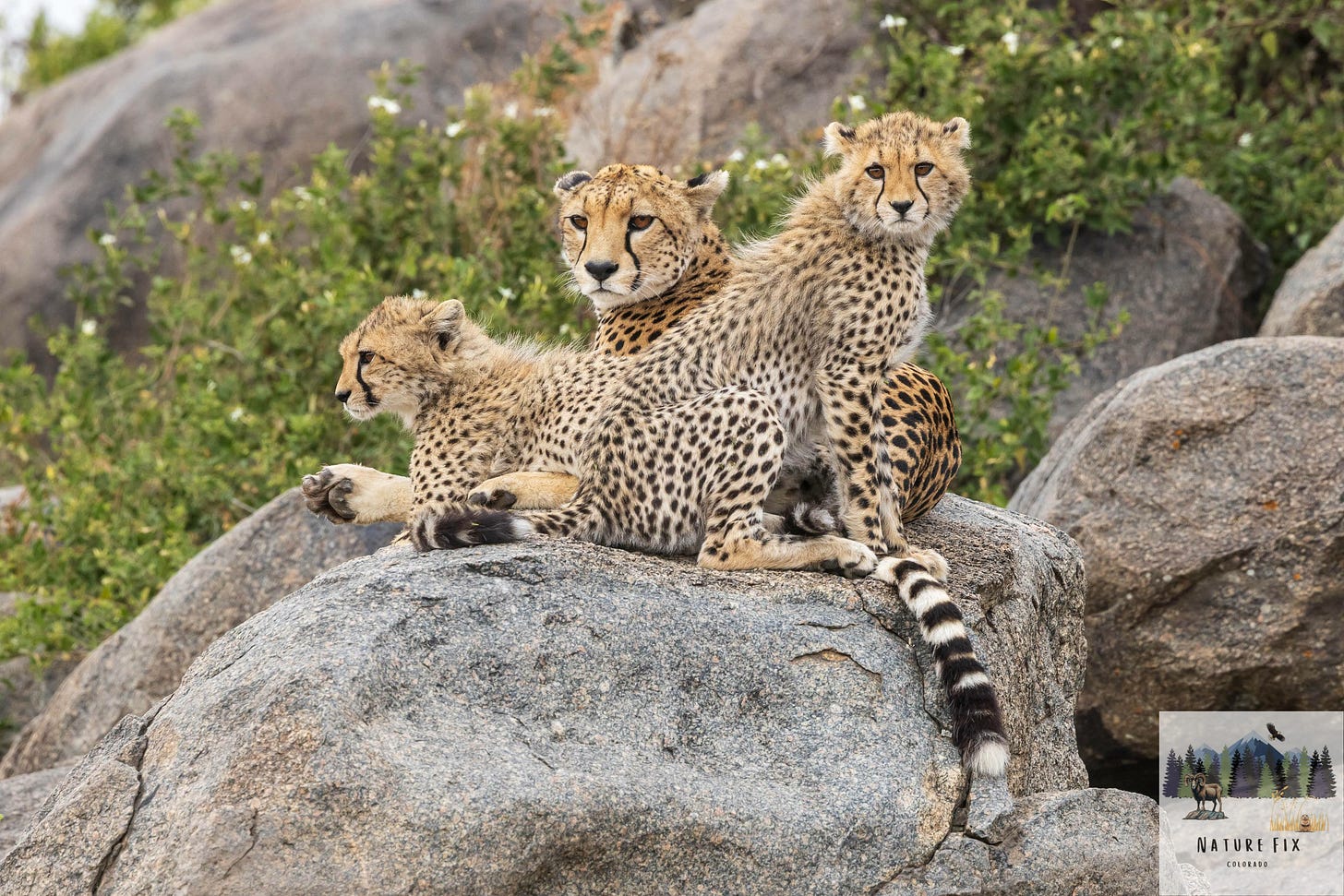 cheetahs in serengeti national park, cheetah vulnerability