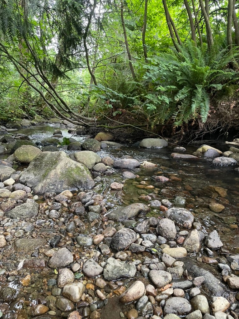 Rocks and small creek with lush green foliage.