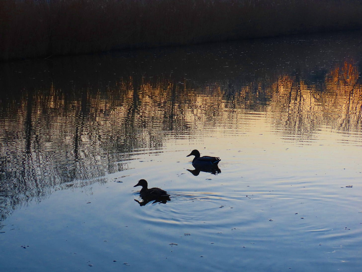 Kan een afbeelding zijn van gans en zwaan