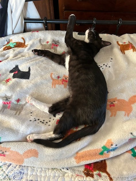 Black and white kitten and black kitten asleep, sitting on yoga mat, and poised to pounce outdoors.