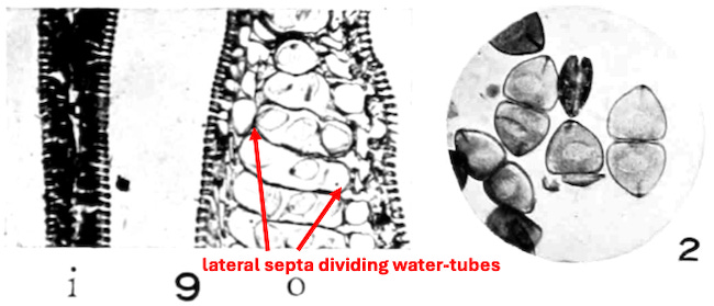 Figures of tripartite water tubes and glochidia.