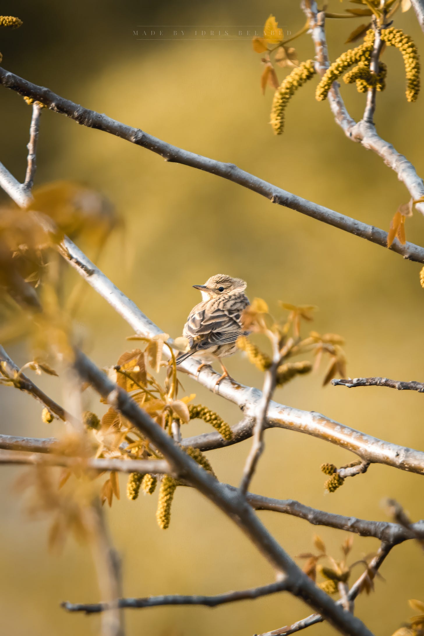 Tree Pipit