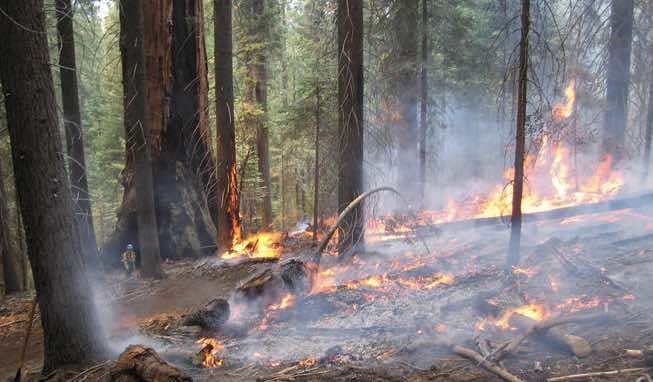 Wildfire Prevents Wildfire - Don't Let Your Investments Burn