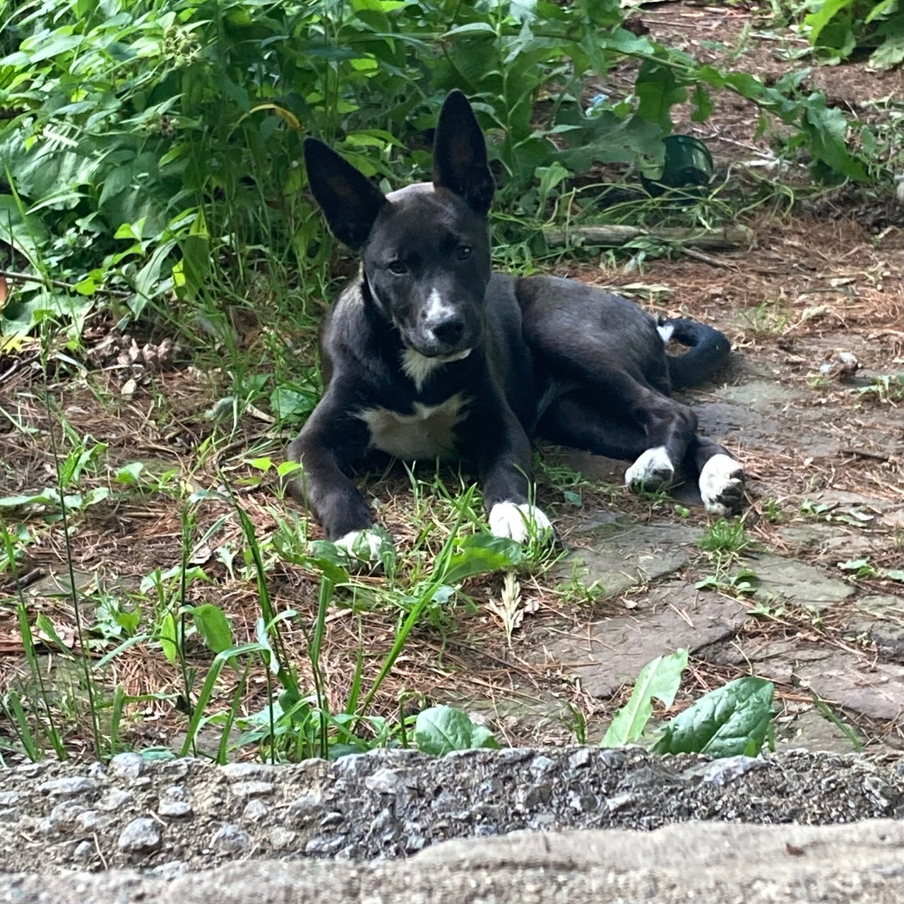 AliceEm right through the looking glass