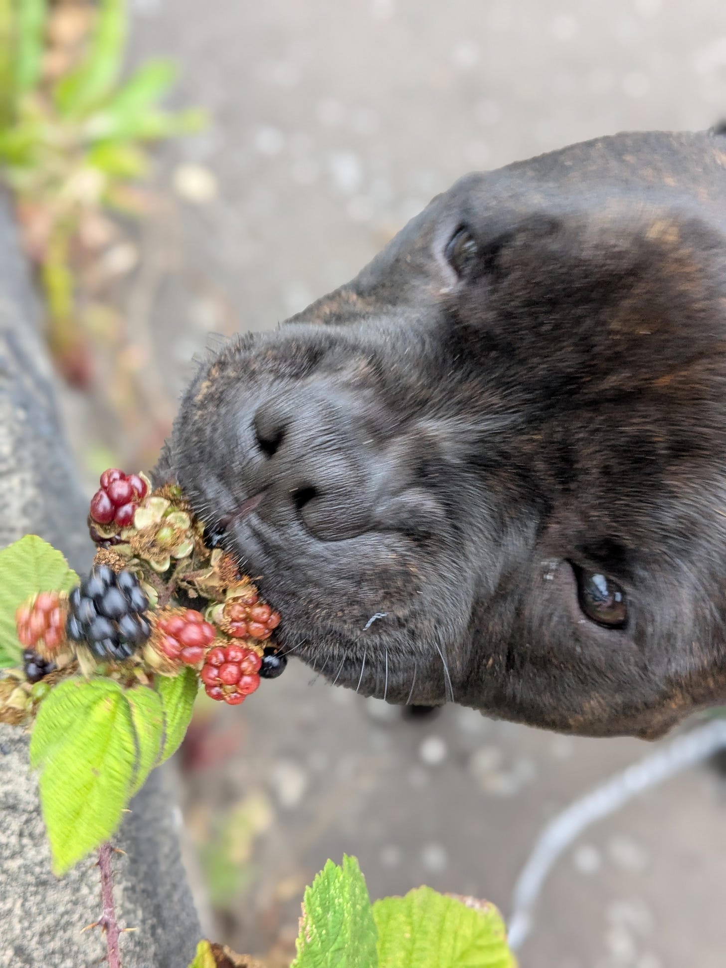 A Staffy eats berries from a bramble bush