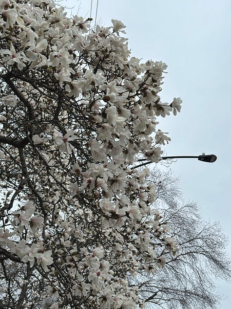 Signs of Spring in Chicago ©Amy Boyle Photography