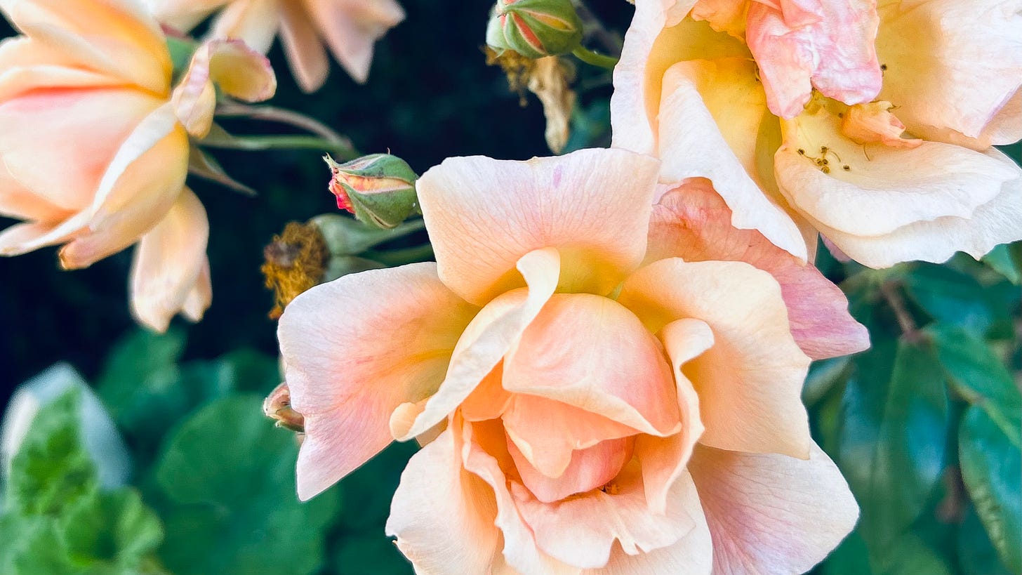 Close up of apricot roses, slightly wilted, some just budding and others the spent hips