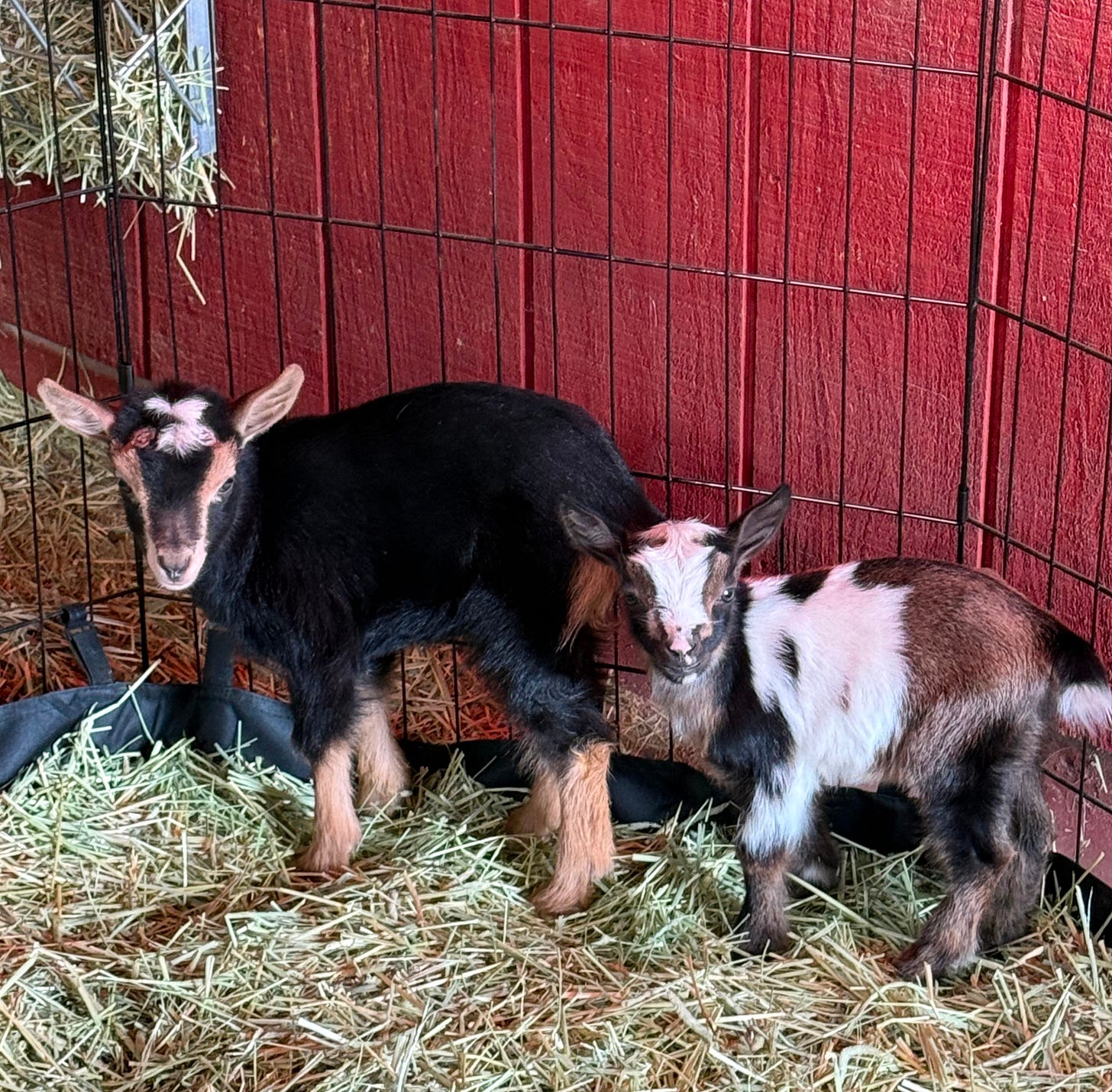 A picture of my two new baby goats - Breezy and Annie.