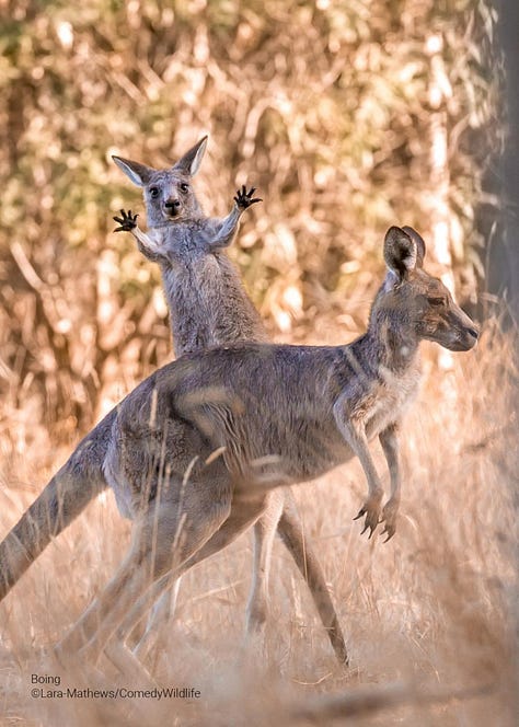 Comedy Wildlife Photography Awards 2023