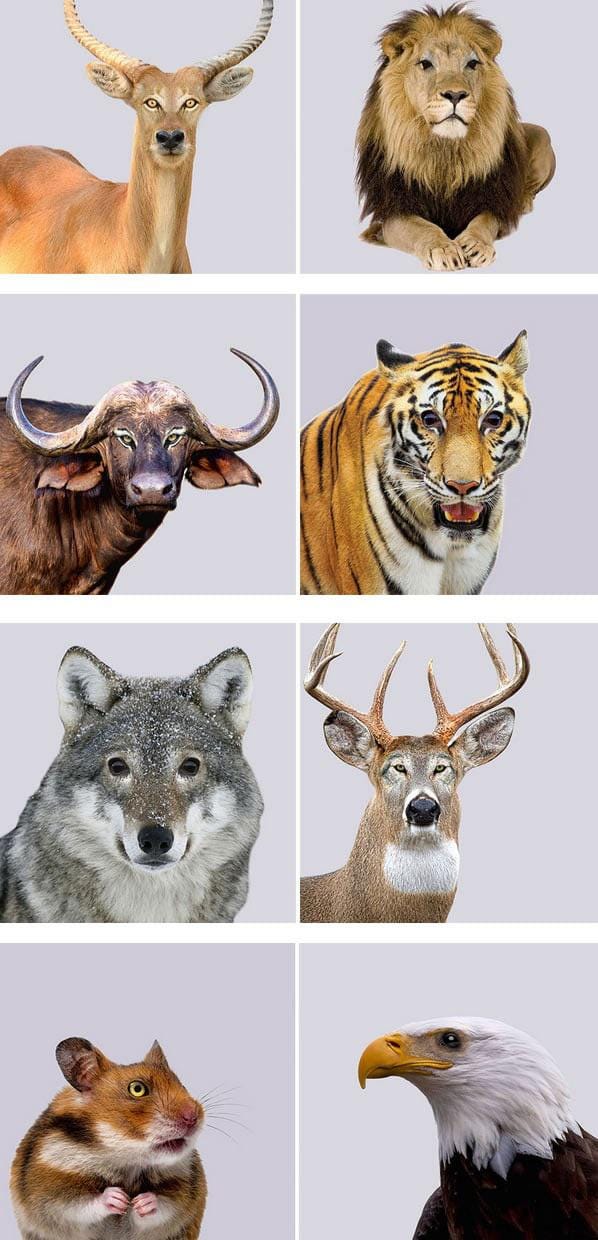 r/interestingasfuck - a collage of different animals