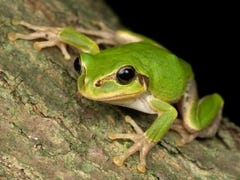 Perereca-japonesa (Hyla japonica) · iNaturalist