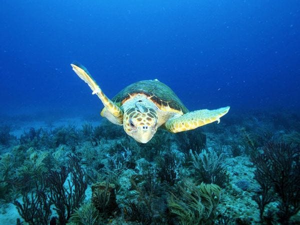 loggerhead-sea-turtle_11263_600x450