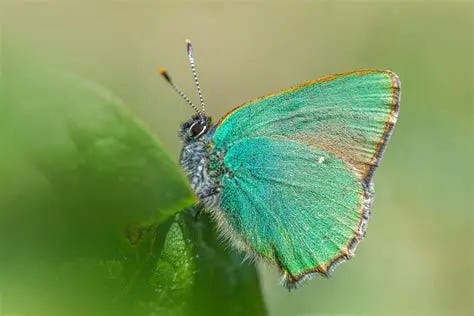 Vibrant Green Hairstreak Butterfly Macro on Leaf · Free Stock Photo