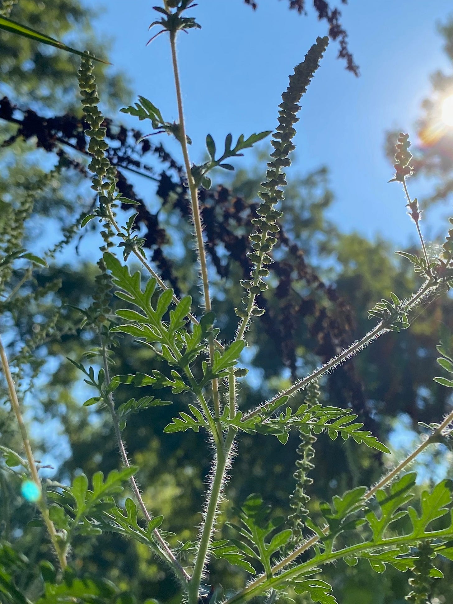 Common ragweed, Artemisiifolia, blooming Common ragweed, Artemisiifolia, blooming