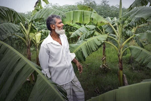 Dulal Hossain, who has a dark, graying beard and wears a white shirt, stands in a field of large-leafed green banana plants. He looks away into the distance.