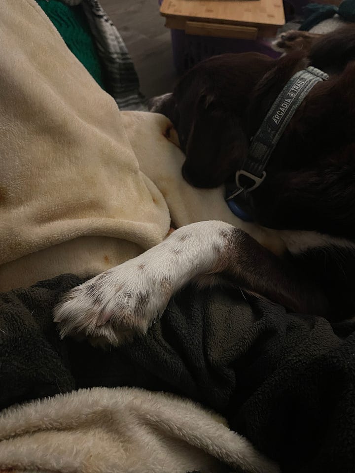 Collection of recent life photos, pile of holiday cards, envelope samples, gallery wall, cuddles with Finn and food popups