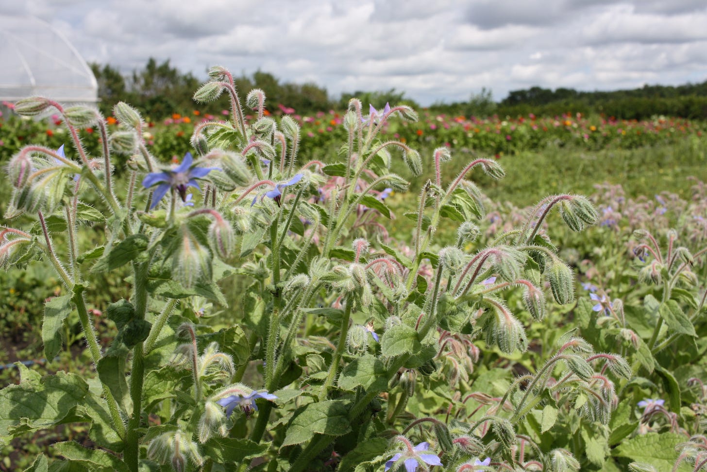Borage at the farm