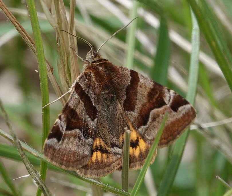 Mother Shipton - by Brian Ruckley - The Wild Episode