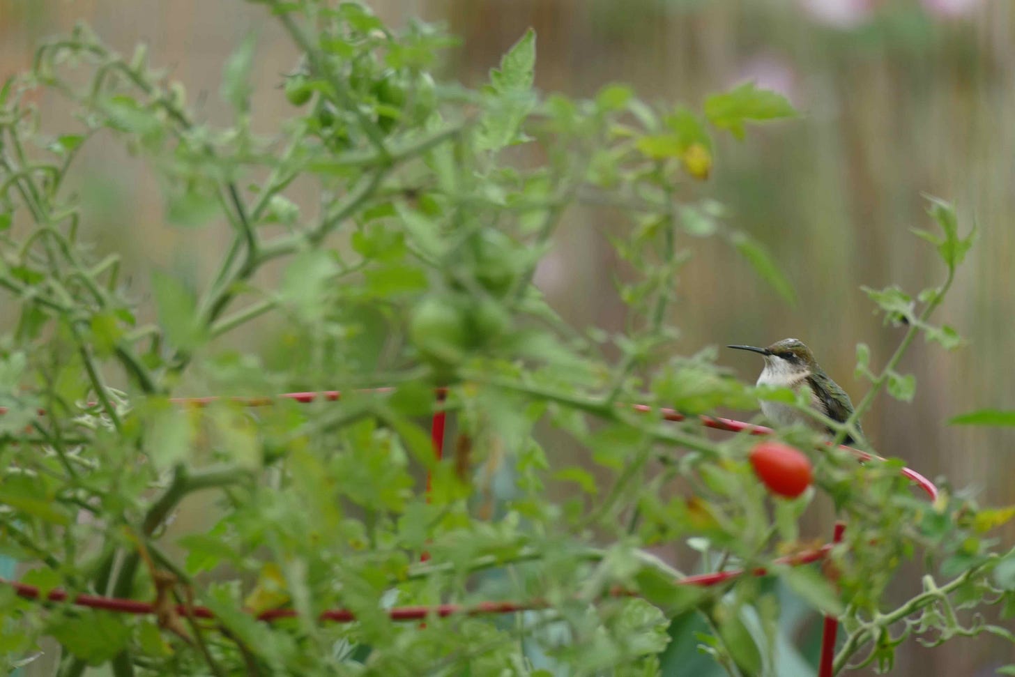 hummingbird on tomato cage