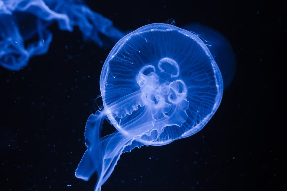 translucent half-moon-shaped moon jelly aurelia aurita