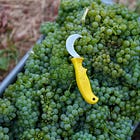 Under the Hood: Beckstoffer Retreats as Lake County Cabernet Economics Unravel