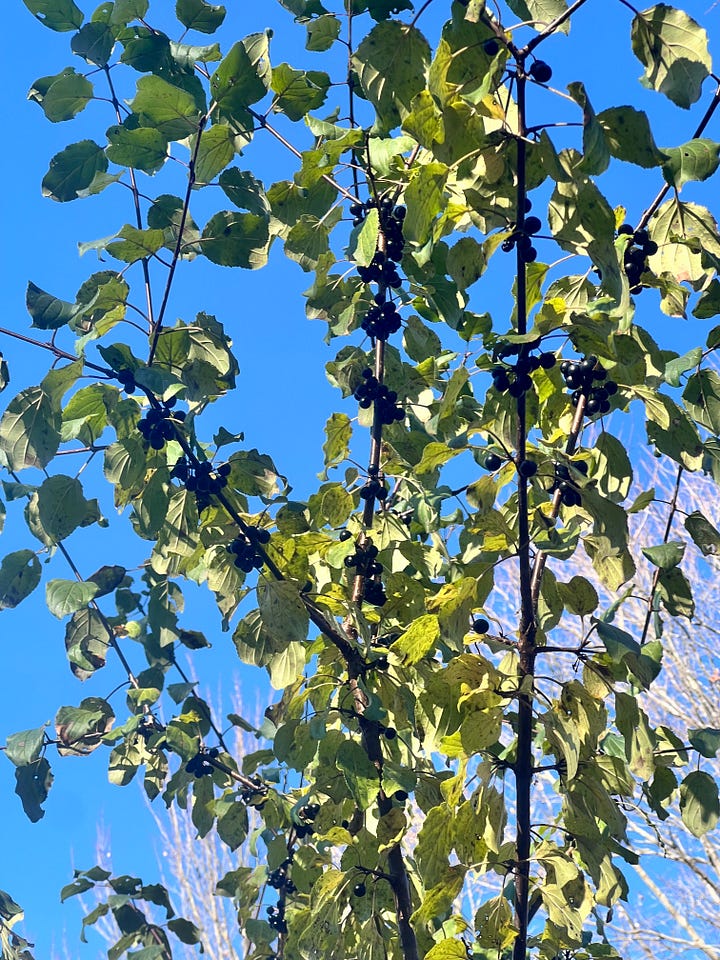 Plants and leaves of a fall garden, shrub with black berries, shrub with black berries against a blue sky, branches and black berries being put in a bin.