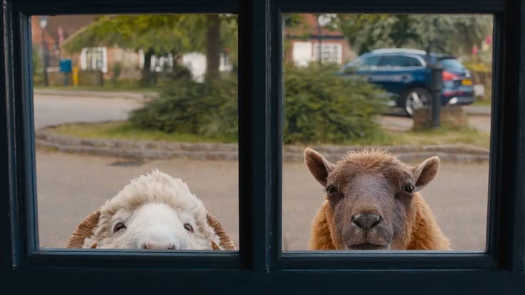 This may contain: two sheep looking out the window at something in front of them that looks like they're smiling