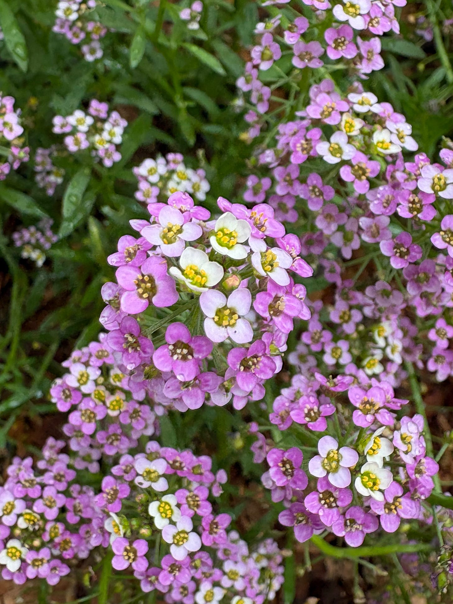 purple and white alyssum flowers