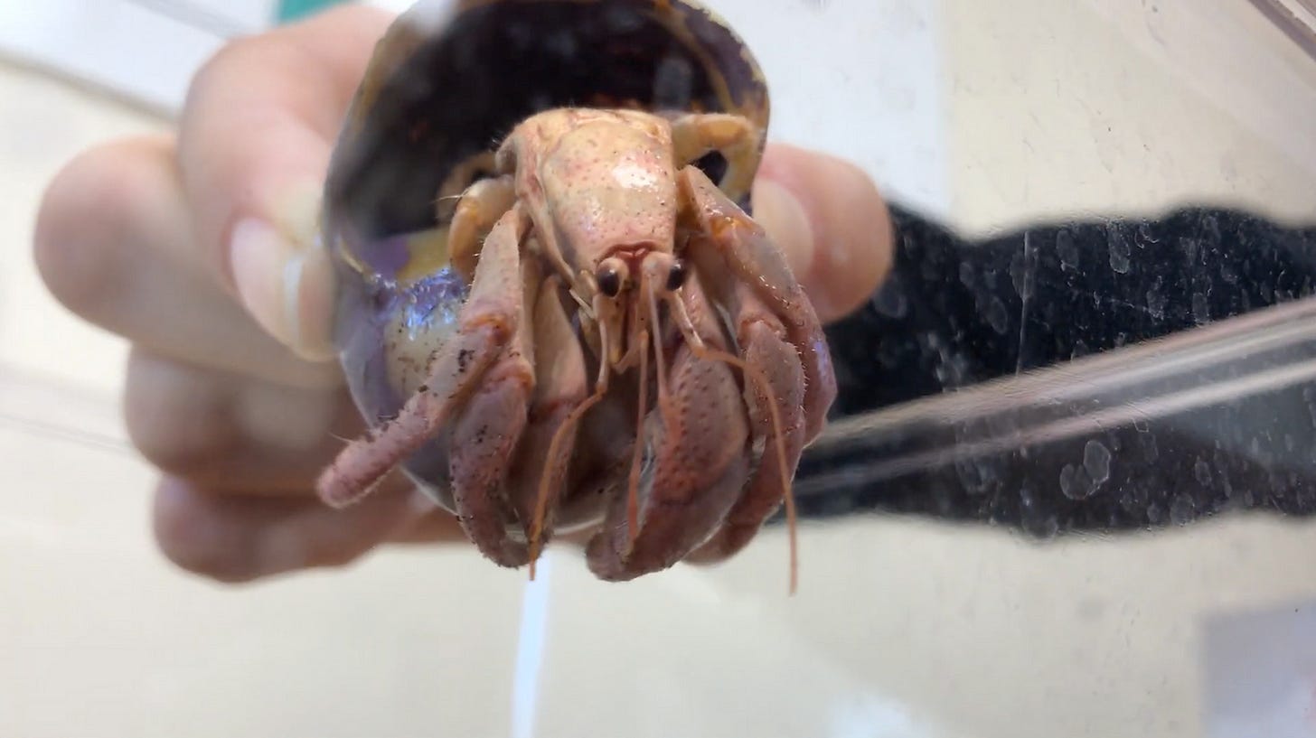 Hermit crab stretching out after molting