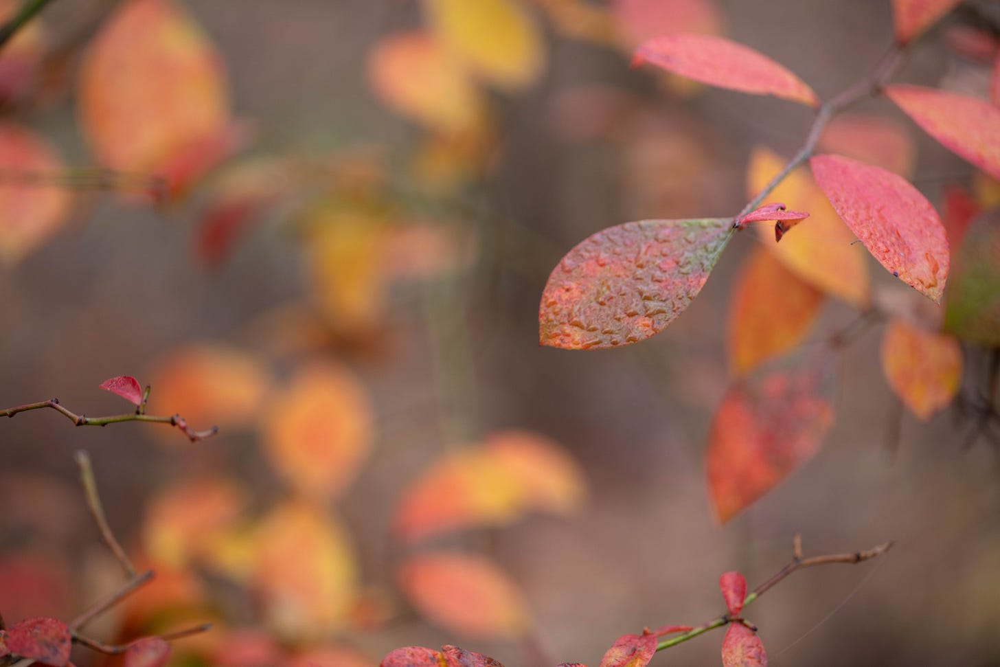 A red and yellow blueberry leaf with a layer of mist drops against a soft focus background of many red and yellow blueberry leaves in the mist.