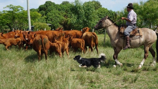 Uruguay's world first in cattle farming - BBC News Uruguay's world first in cattle farming - BBC News