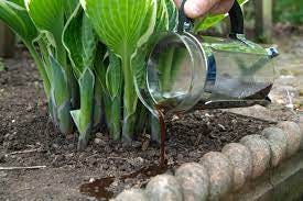 How to Use Coffee Grounds for Plants | BBC Gardeners World Magazine