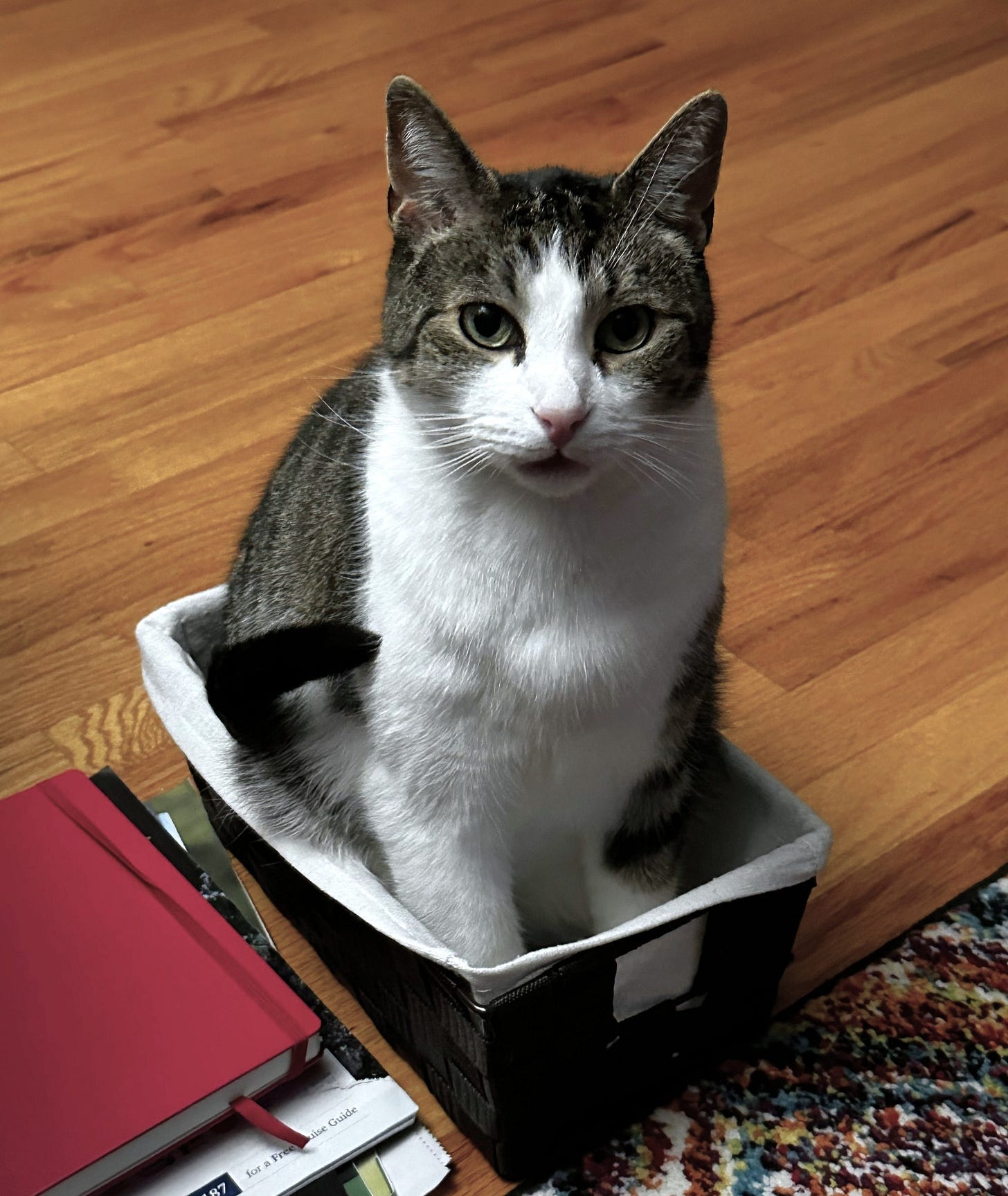 Fritz is sitting in a very small box, looking very pleased with themself.