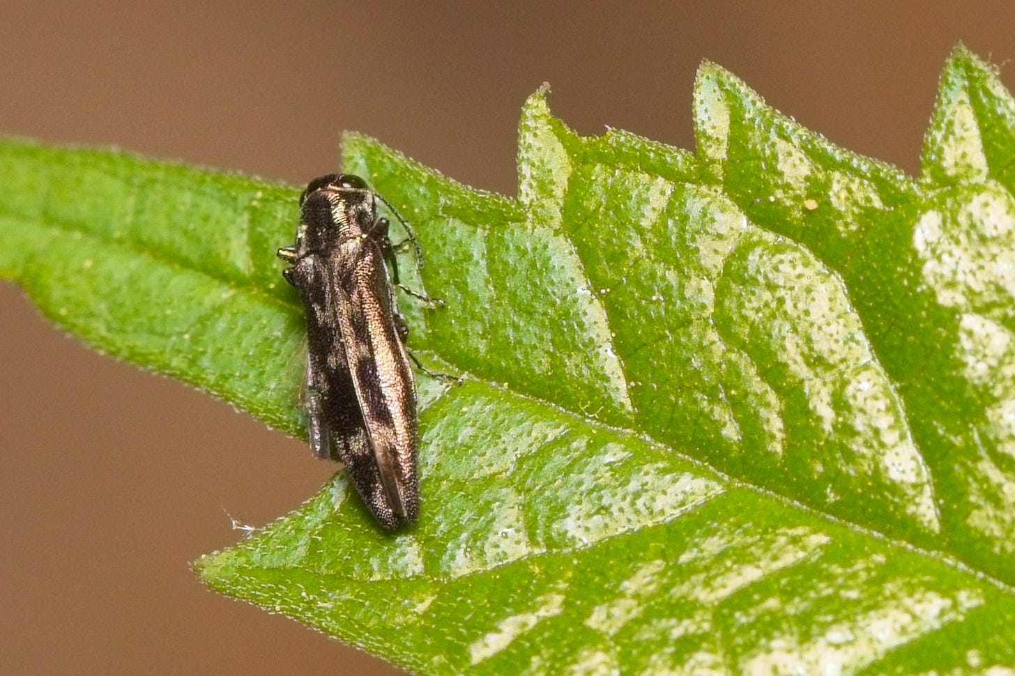 Lying on a leaf, a shiny bronze beetle with a long, narrow body, patched with white on some of the wings, and huge dark bronze eyes