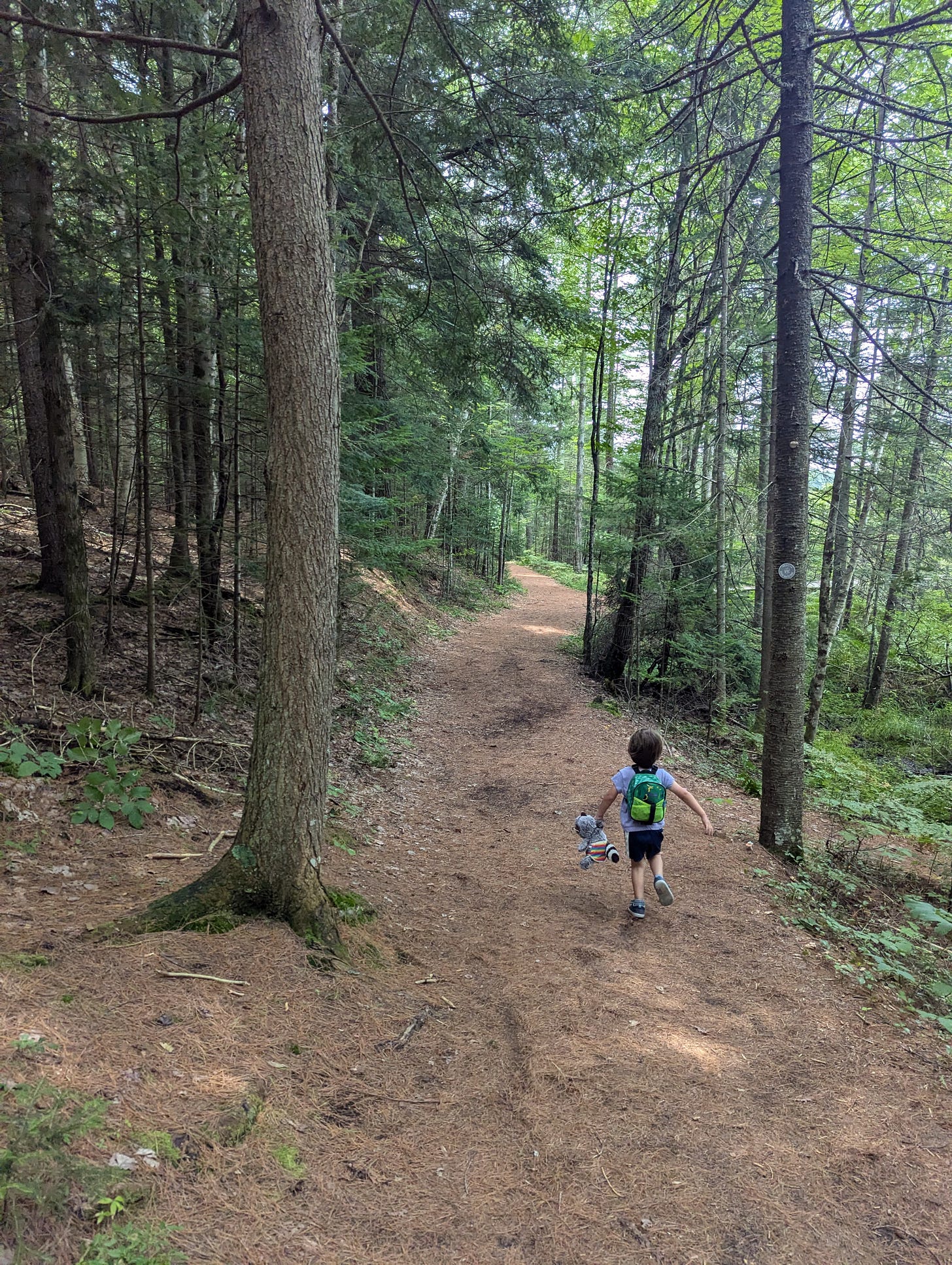 Photograph of forest and trail with a young child running Photograph of forest and trail with a young child running