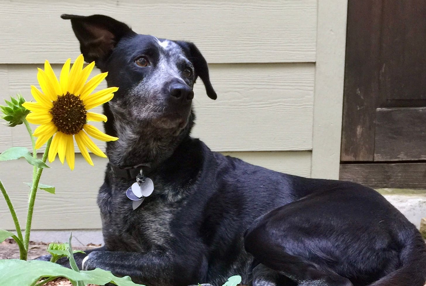 Dog and sunflower