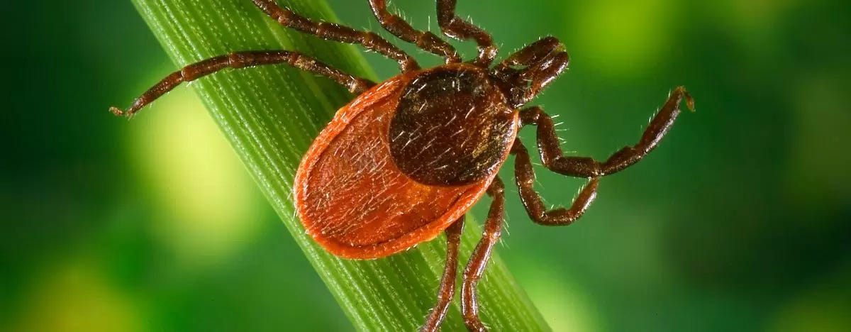 a tick resting on a plant. 