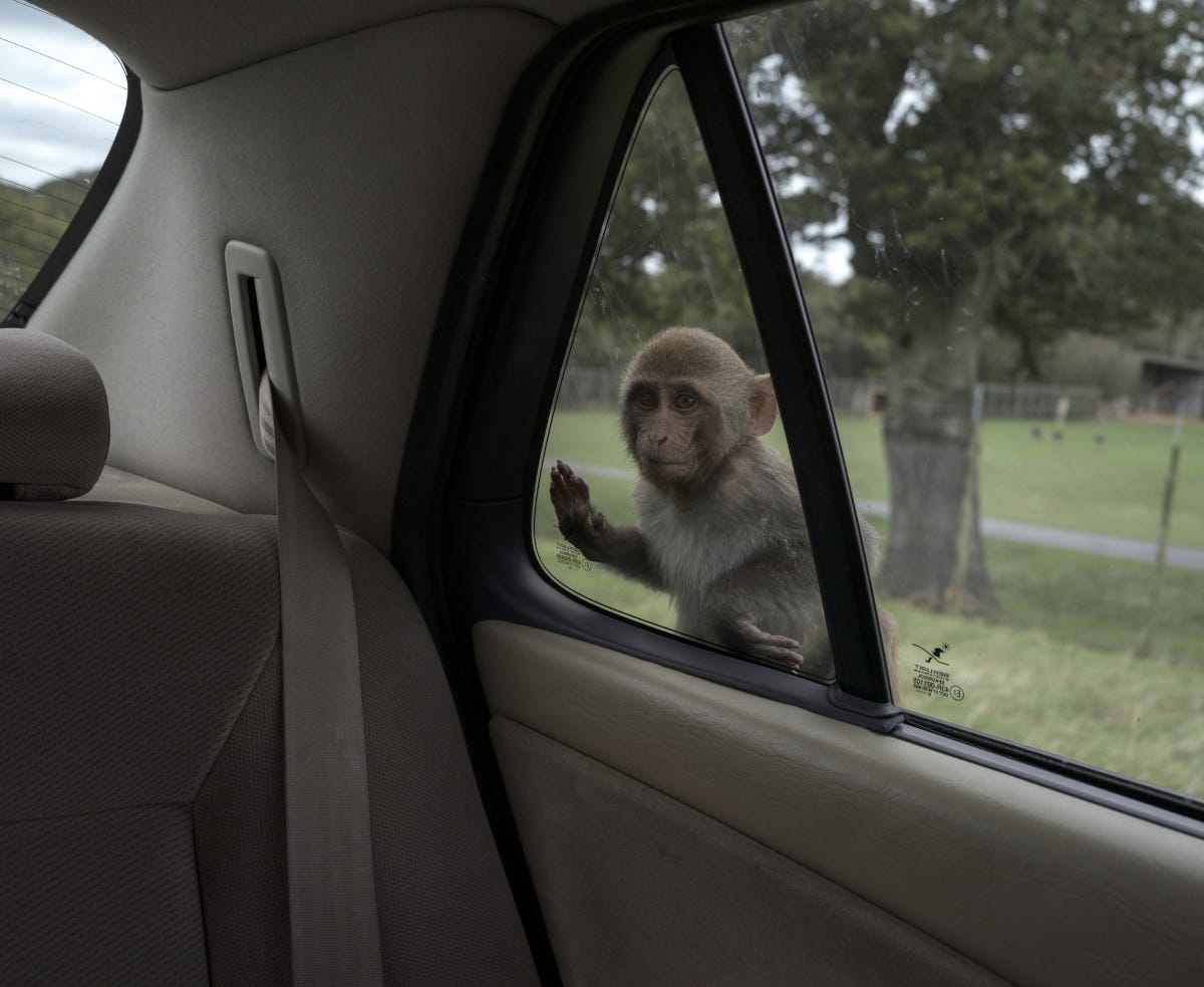 un mono pequeño mirando curioso a través del cristal de un coche