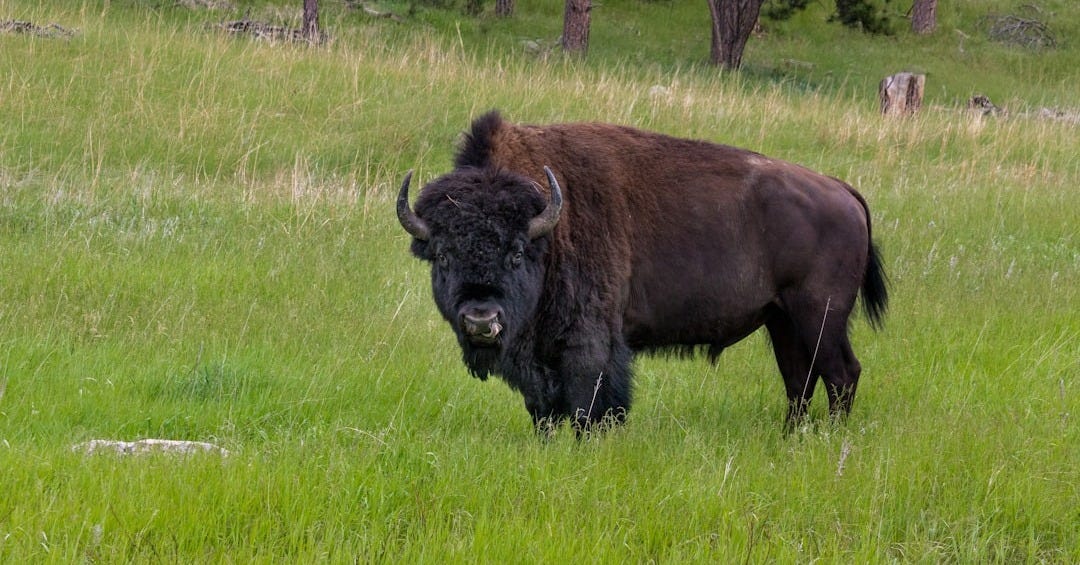 bison standing on grass field
