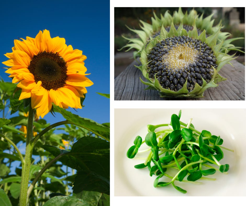 Sunflower plant, sunflower head with seeds showing and sunflower sprouts
