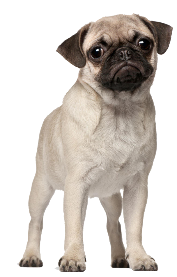 Pug Dog Breed: All About Diet, Training & Grooming Tips | Supertails