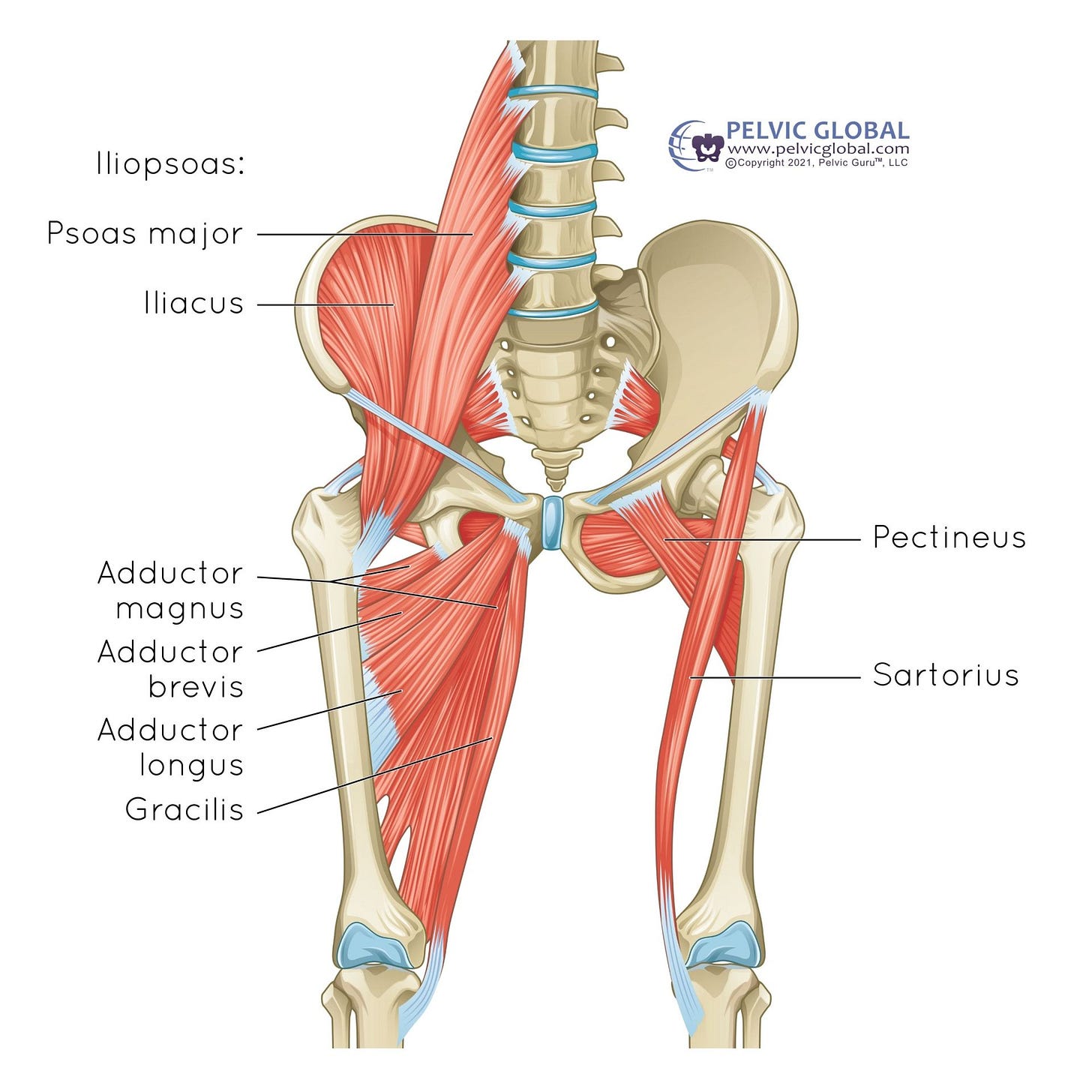 Hip/Trunk Musculature, Pelvic Floor, Deep Gluteals, Piriformis, Iliopsoas,  Pudendal, Short Rotators, Postural Support, Pelvic nerves, Pelvic  Ligaments, Sciatic Nerve, Obturator Internus