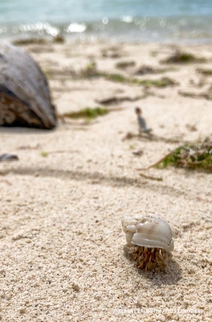 Hermit crabs, like humans, do long walks on beaches along the 36,000 kilometers of Philippine coastline - the 5th longest in the world. Hermit crabs, like humans, do long walks on beaches along the 36,000 kilometers of Philippine coastline - the 5th longest in the world.