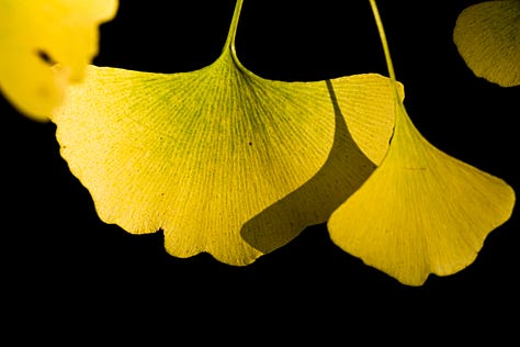 Ginkgo trees in urban settings. Copyright Tom Kimmerer