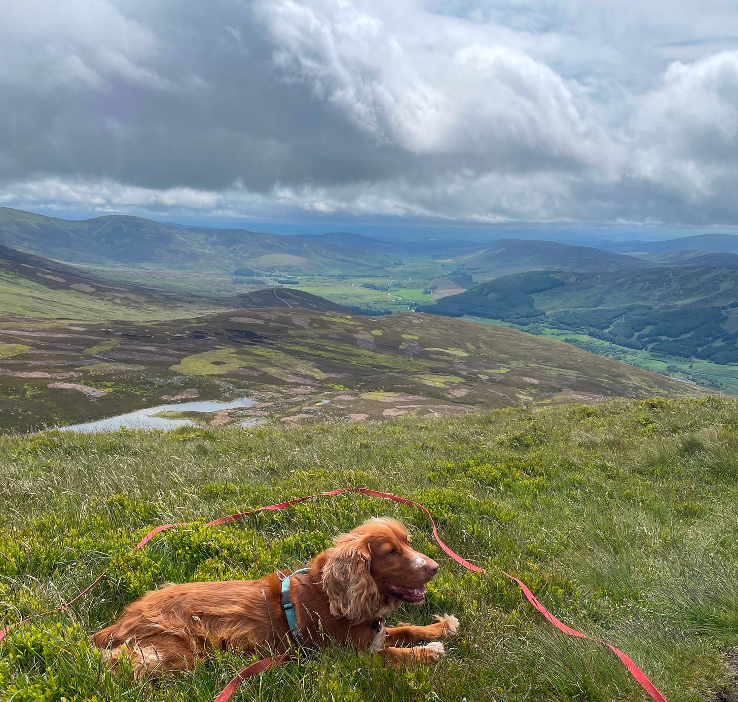 In the foreground, a spaniel who's finally stopped running. In the background the Angus Glens under a lowering sky 