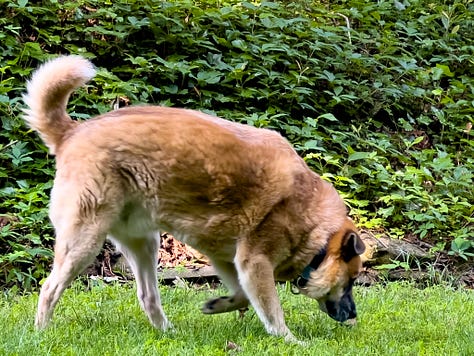 photo of Reggie the brown dog