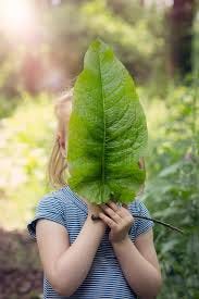 dock leaves really help nettle stings ...