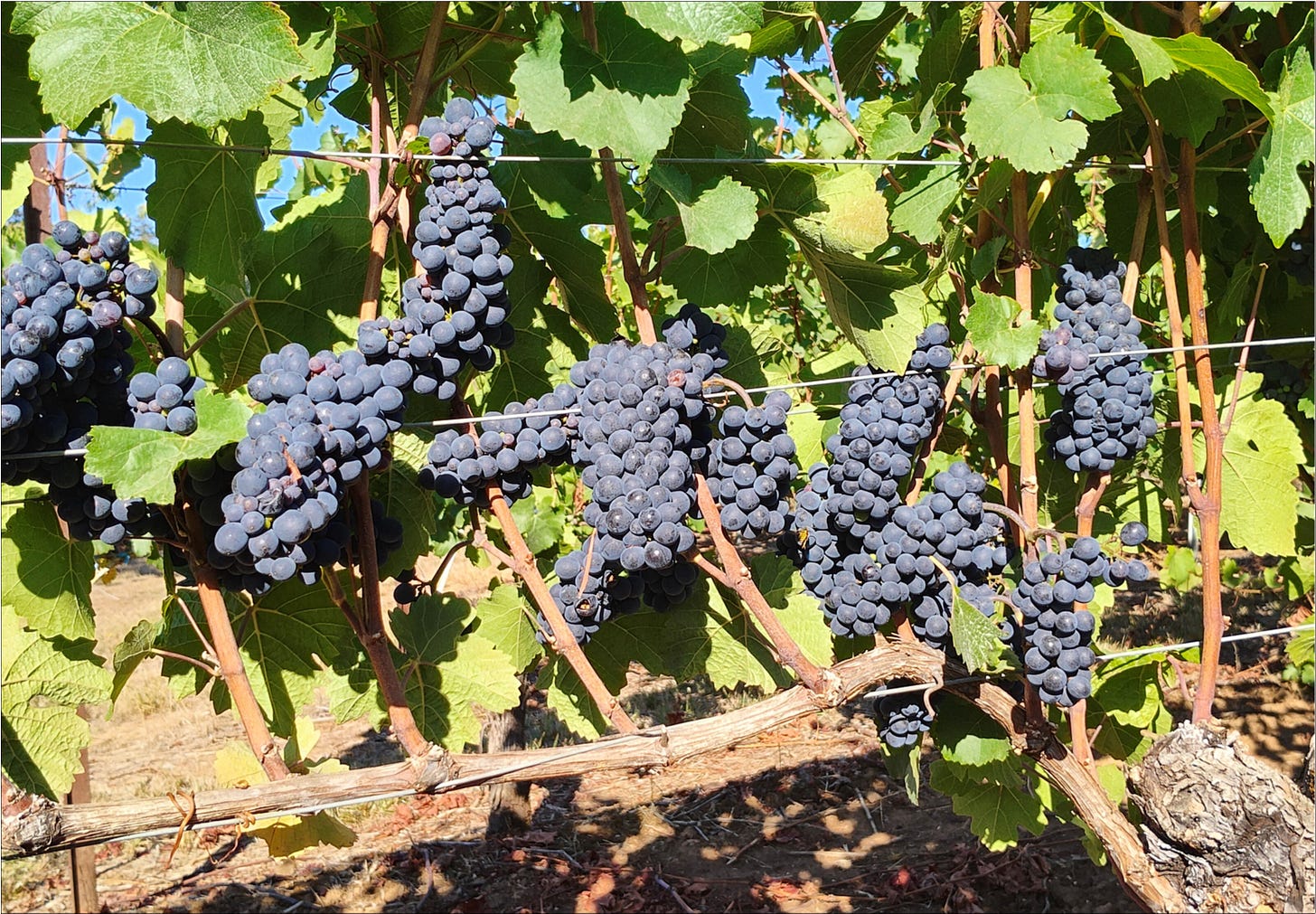 Full crop of Pinot Noir providing water to the vine.