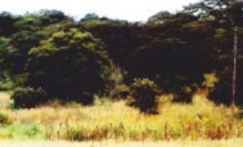 Closeup-of-alleged-site-Ariel-School-UFO-Landing-Incident-Ruwa-Zimbabwe-Drawings-Compilation-v2
