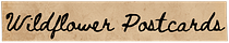 Wildflower Postcards 
